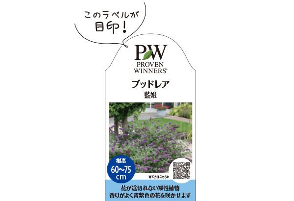 ブッドレア Pw ガーデニング 園芸 花苗 低木 多肉植物 花 植物 Proven Winners プルーブンウィナーズ