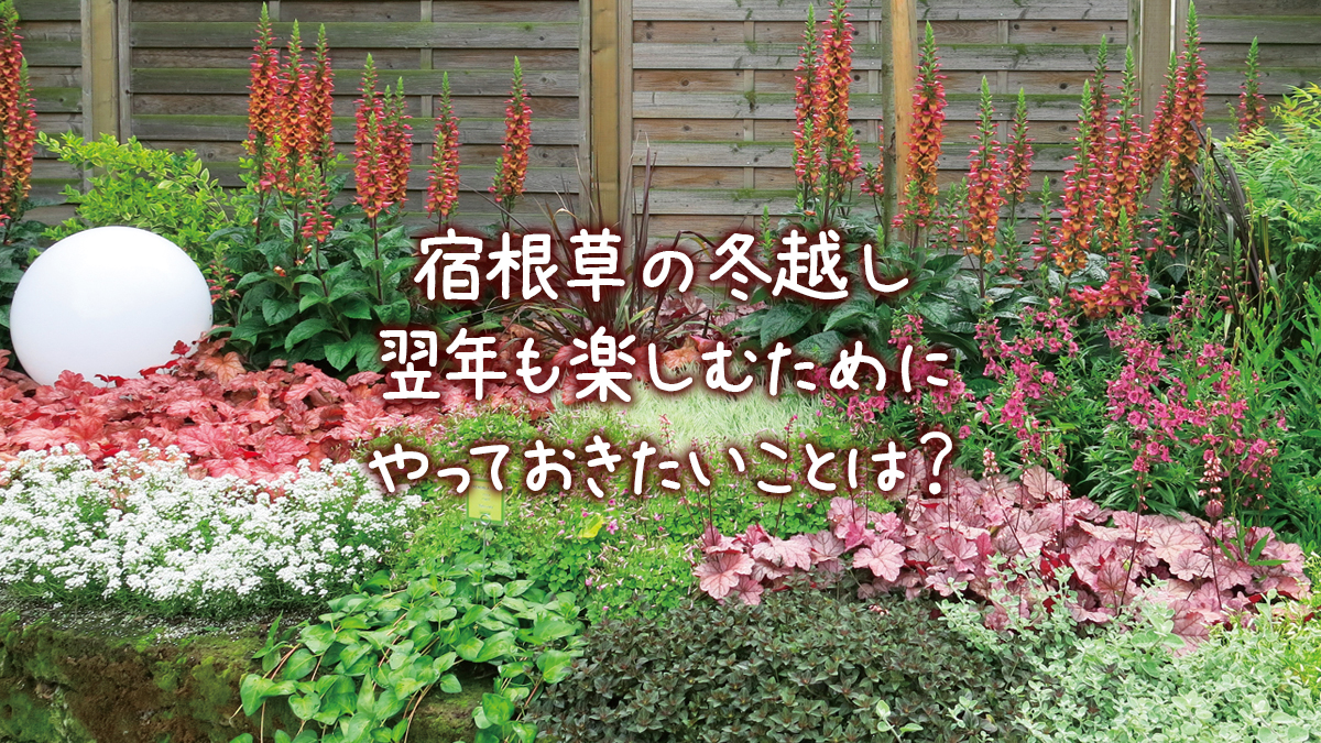 宿根草の冬越し 翌年も楽しむためにやっておきたいことは Proven Winners Japan Pw プルーブン ウィナーズ 花 花苗 ガーデニング 植物