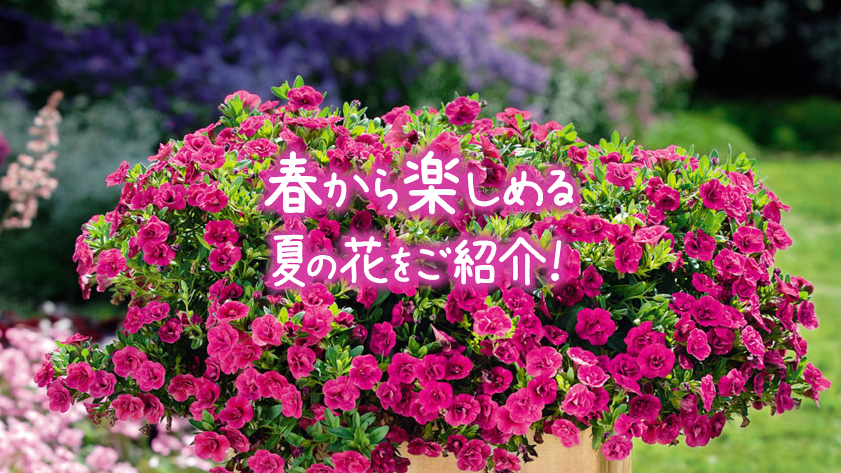春から楽しめる夏の花をご紹介 Proven Winners Japan Pw プルーブン ウィナーズ 花 花苗 ガーデニング 植物