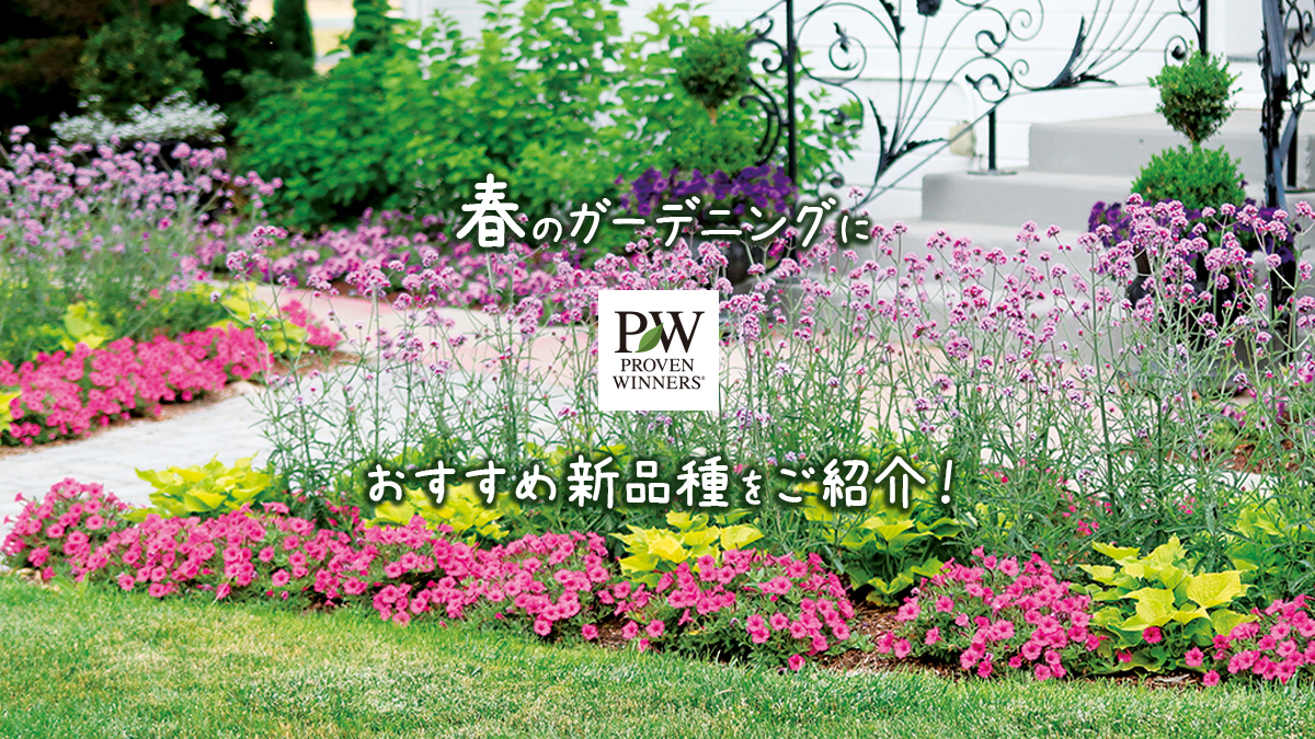 年新品種 Proven Winners Japan Pw プルーブン ウィナーズ 花 花苗 ガーデニング 植物
