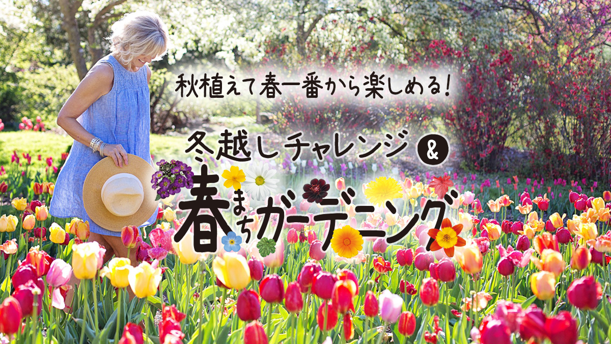 秋植えて春一番から楽しめる 春まちガーデニング Proven Winners Japan Pw プルーブン ウィナーズ 花 花苗 ガーデニング 植物