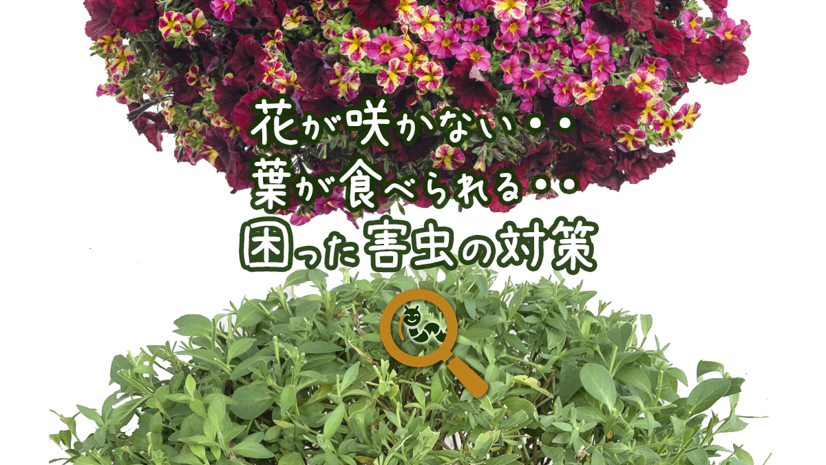 花が咲かない 葉が食われる ガーデニングの困った害虫対策 Proven Winners Japan Pw プルーブン ウィナーズ 花 花苗 ガーデニング 植物