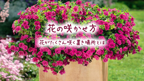 花の咲かせ方 花がたくさん咲く置き場所とは Proven Winners Japan Pw プルーブン ウィナーズ 花 花苗 ガーデニング 植物