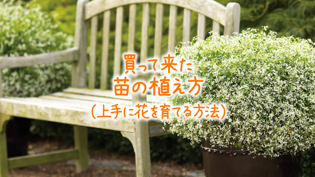 買って来た苗の植え方 上手に花を育てる方法 Proven Winners Japan Pw プルーブン ウィナーズ 花 花苗 ガーデニング 植物