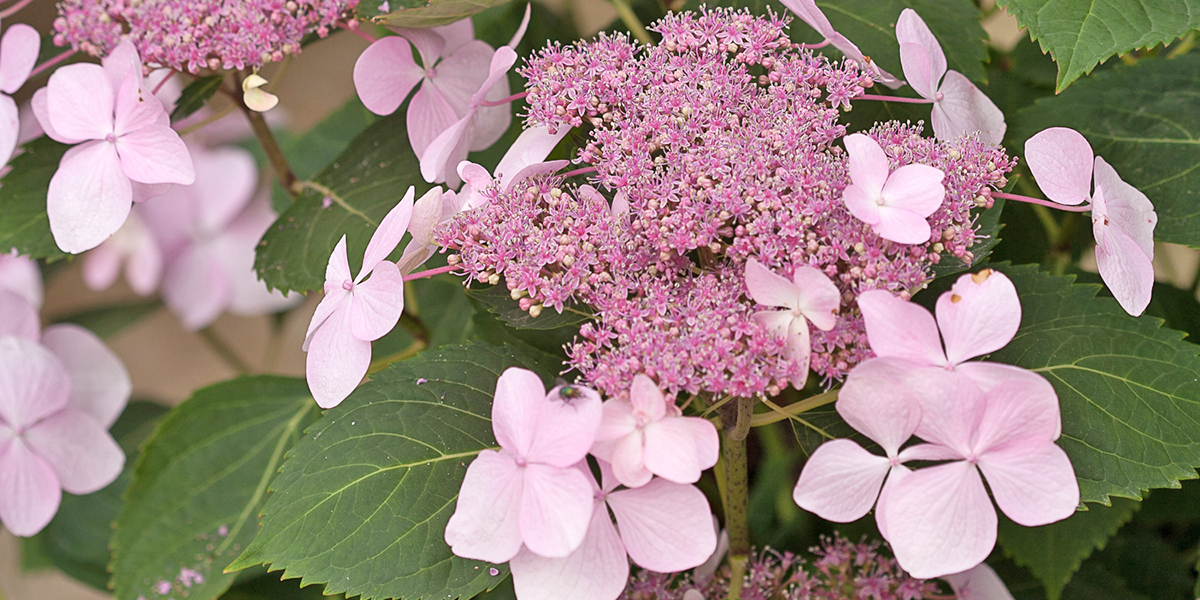 アジサイ レッツダンス ディーバ Proven Winners Pw ガーデニング 園芸 花苗 低木 多肉植物 花 植物