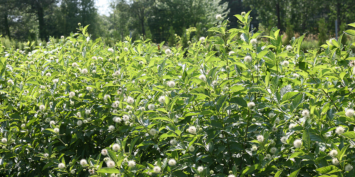 セファランサス シュガー シャック PROVEN WINNERS （PW） ガーデニング｜園芸｜花苗｜低木｜多肉植物｜花｜植物