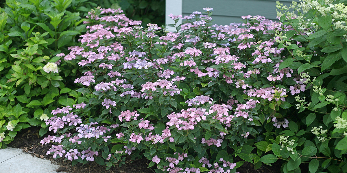 ヤマアジサイ タイニー タフ スタッフ Proven Winners Pw ガーデニング 園芸 花苗 低木 多肉植物 花 植物