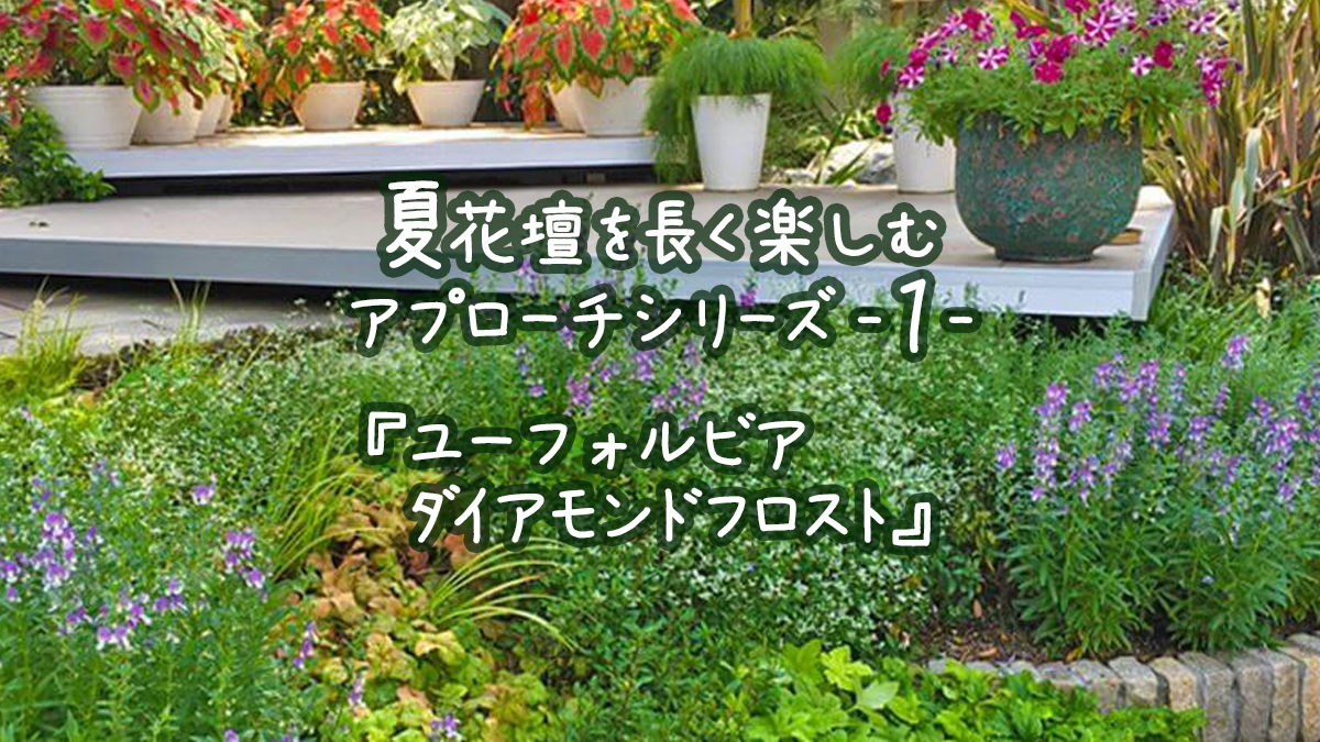 夏花壇を長く楽しむアプローチシリーズ1『ユーフォルビアダイアモンドフロスト』