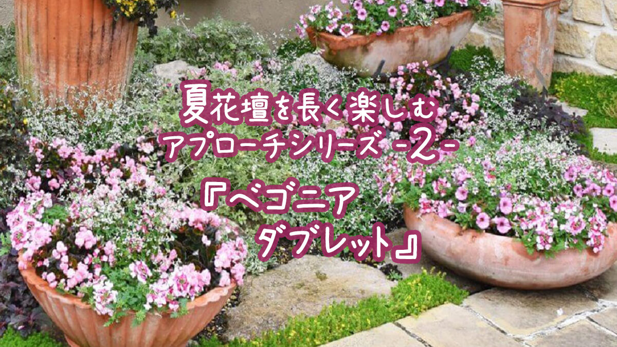 夏花壇を長く楽しむアプローチシリーズ２『ベゴニアダブレット』