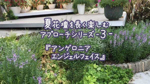 夏花壇を長く楽しむアプローチシリーズ３『アンゲロニアエンジェルフェイス』