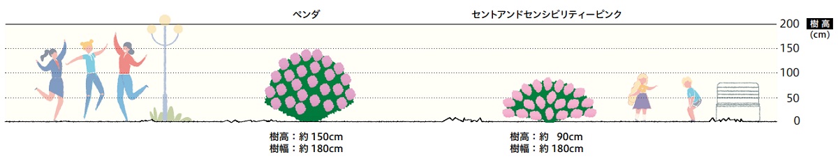 姫ライラック