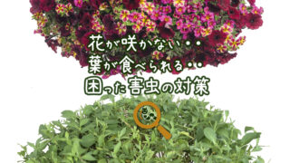 花が咲かない！葉が食われる！ガーデニングの困った害虫対策