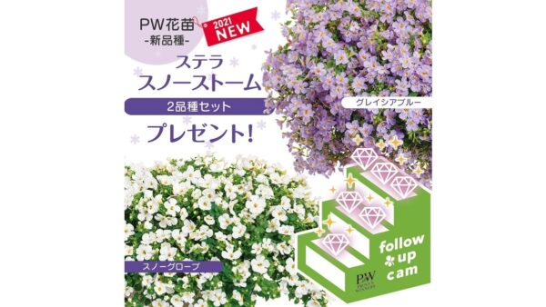 21年 Greensnap春の花苗プレゼントキャンペーン 第3弾 Proven Winners Japan Pw プルーブン ウィナーズ 花 花苗 ガーデニング 植物