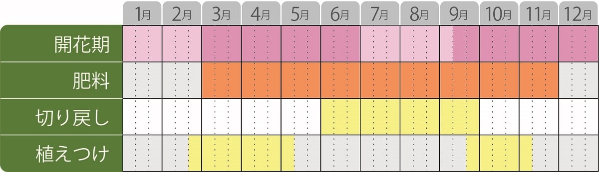 ステラ スノーストームの育て方 Pwは植物の国際ブランド 花苗 シュラブ 低木 ペレニアル 宿根草 多年草 多肉植物 の育つよろこびをお届けします