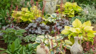 カラーリーフで彩りを！植えっぱなしでおしゃれな庭づくり