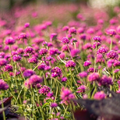 長く咲く 春おすすめの花をカラー別にご紹介 Proven Winners Pw ガーデニング 園芸 花苗 低木 多肉植物 花 植物