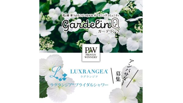 Pwラグランジア ブライダルシャワー アンバサダー21募集 Proven Winners Pw ガーデニング 園芸 花苗 低木 多肉植物 花 植物