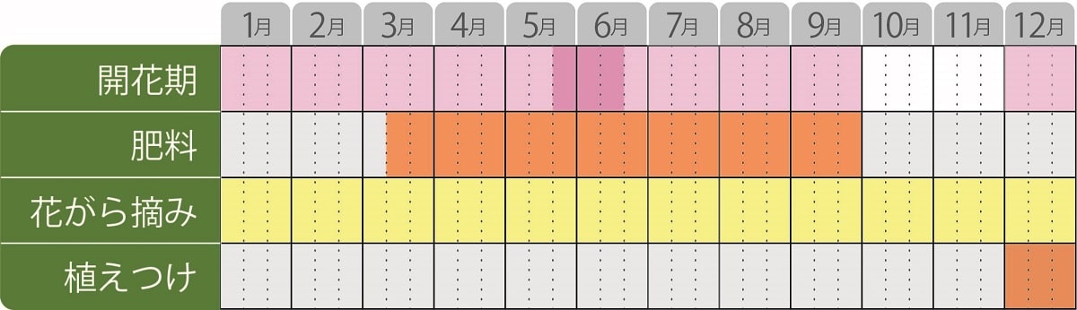 栽培カレンダーカンパニュラメリーベル