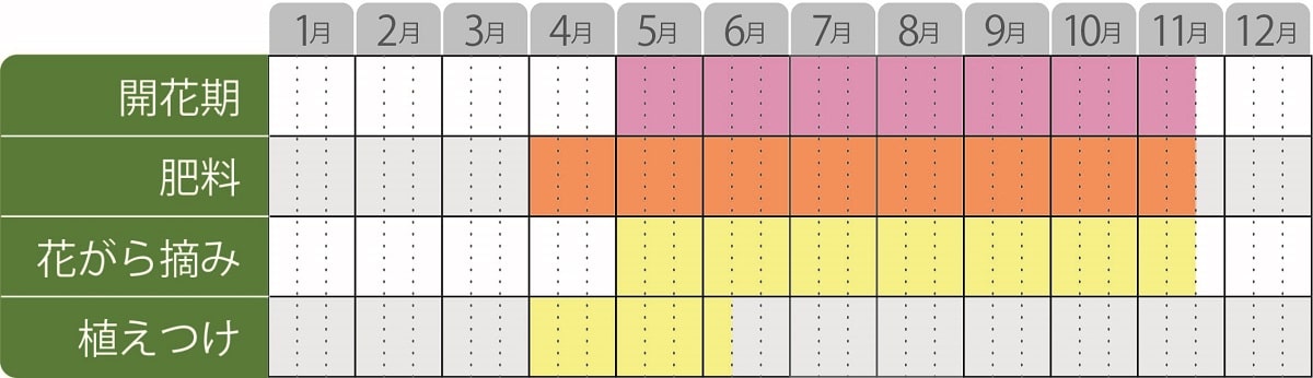 スーパーサルビアゴーゴーの栽培カレンダー