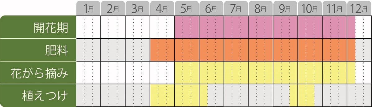 スーパーサルビア六ンロールの栽培カレンダー