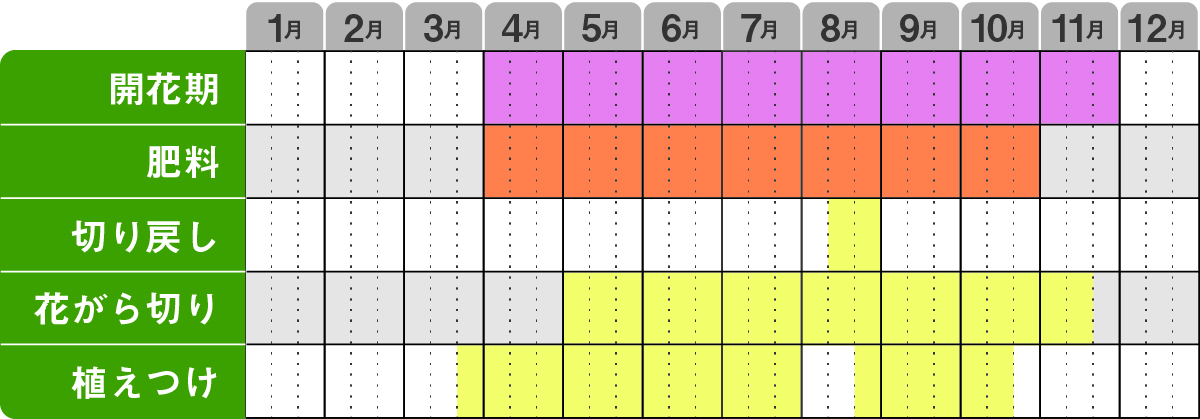 バーベナメテオールシャワー栽培カレンダー