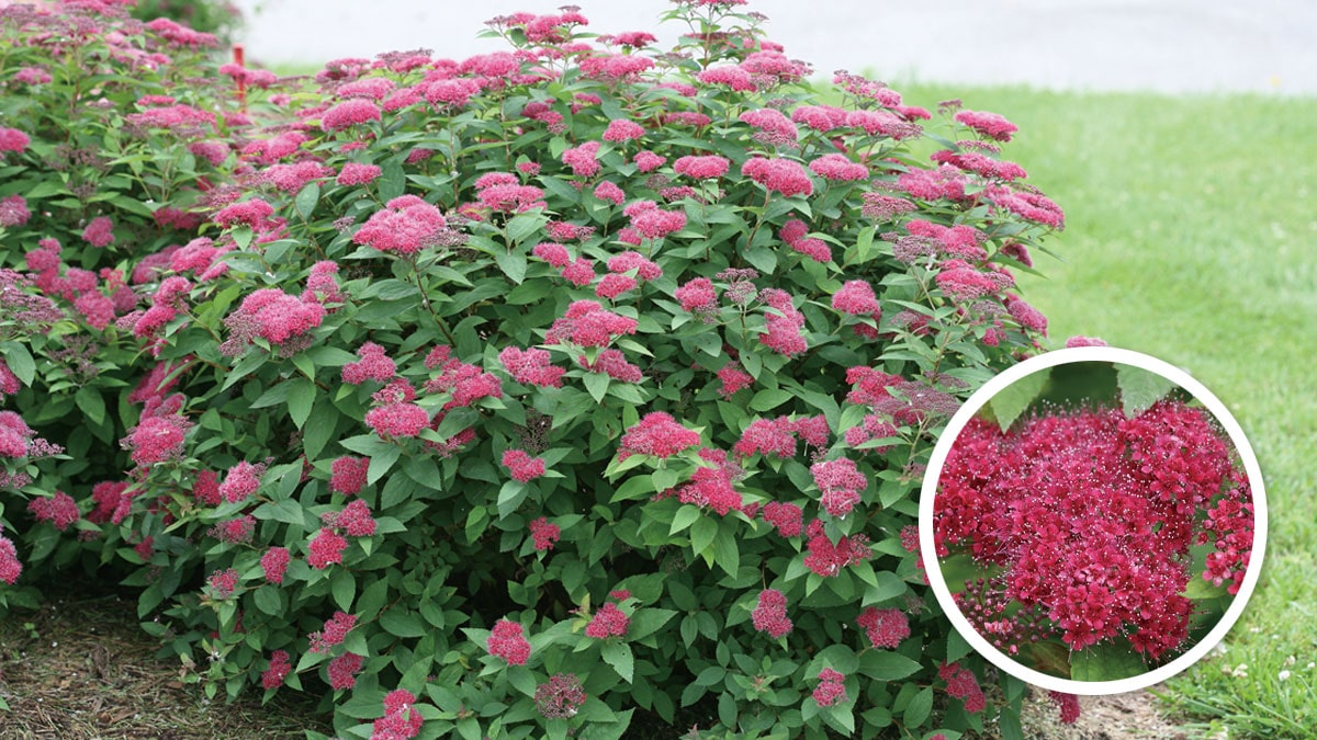 シモツケ ダブルプレイの育て方 Pw ガーデニング 園芸 花苗 低木 多肉植物 花 植物 Proven Winners プルーブンウィナーズ