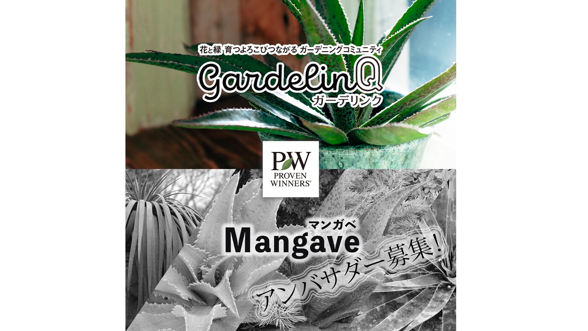 Pwマンガベ アンバサダー21募集 Proven Winners Pw ガーデニング 園芸 花苗 低木 多肉植物 花 植物 Pwマンガベ アンバサダー21募集 Proven Winners Pw ガーデニング 園芸 花苗 低木 多肉植物 花 植物