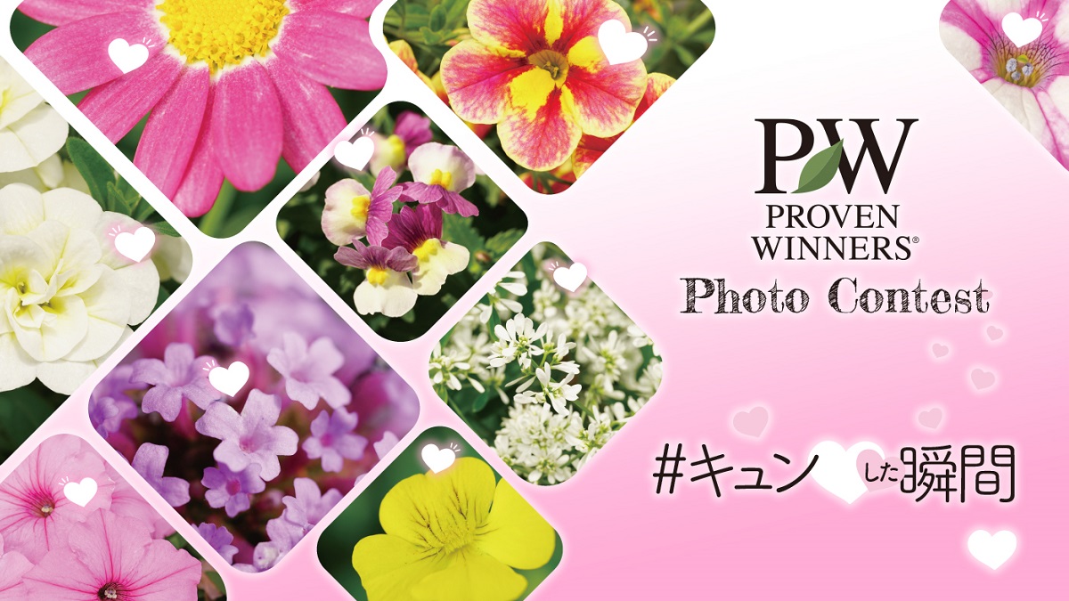 Pwフォトコン21 Proven Winners Pw ガーデニング 園芸 花苗 低木 多肉植物 花 植物