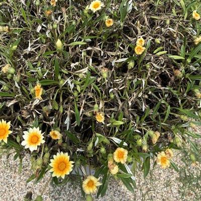 ガザニアビースト葉の症状
