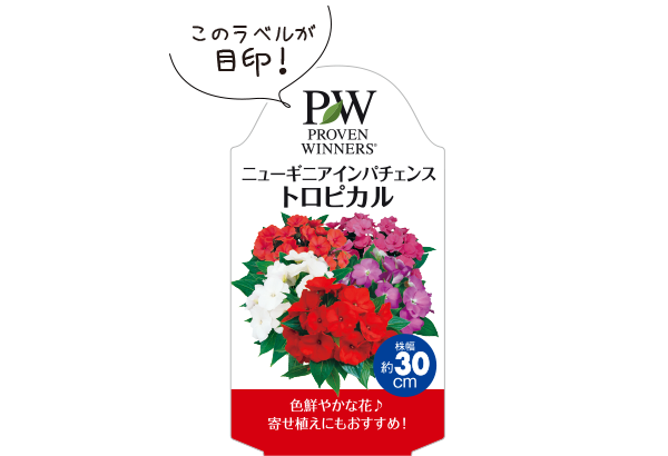 ニューギニアインパチェンストロピカルラベル