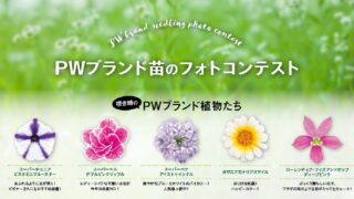 PWフォトコン2019