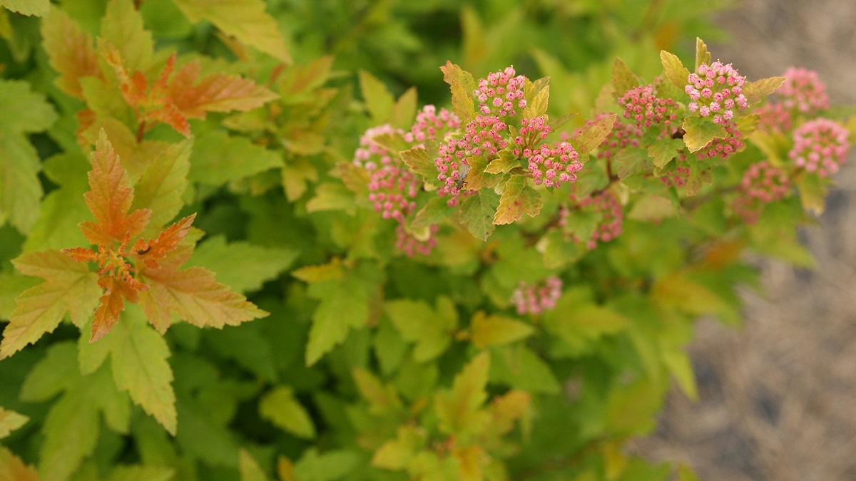 アメリカテマリシモツケ タイニー ワイン ゴールド Proven Winners Pw ガーデニング 園芸 花苗 低木 多肉植物 花 植物