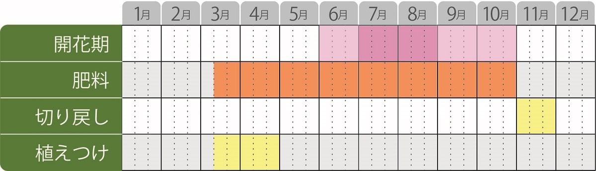 カンパニュラソリドラアイーダ栽培カレンダー