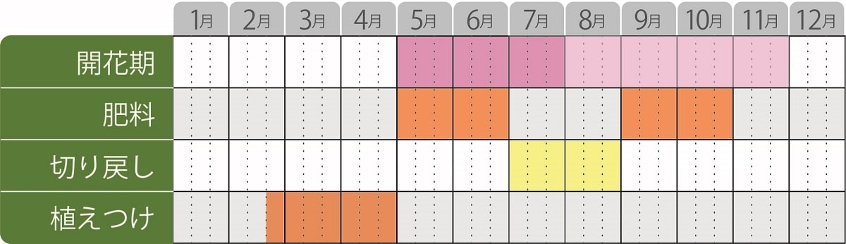 ガウラリリポップピンク栽培カレンダー