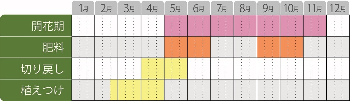 ガウラリリポップピンク栽培カレンダー
