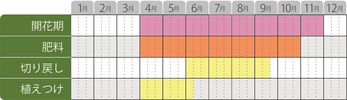 クレオメセニョリータの栽培カレンダー