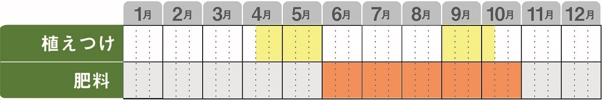 アルテルナンテラの育て方 リトルロマンスの育て方 Proven Winners Pw ガーデニング 園芸 花苗 低木 多肉植物 花 植物