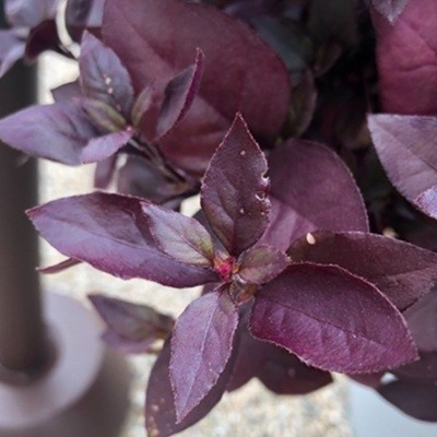 アルテルナンテラの花芽