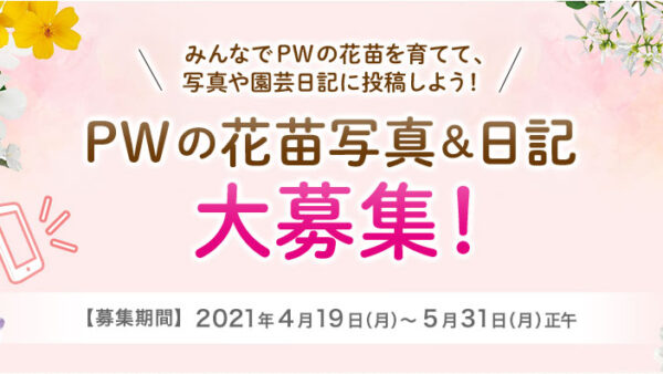 Pw みんなの趣味の園芸 スペシャル企画 花苗写真 日記大募集 Proven Winners Pw ガーデニング 園芸 花苗 低木 多肉植物 花 植物