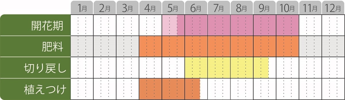 ニーレンベルギアオーガスタ栽培カレンダー