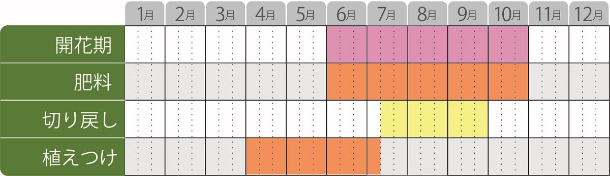 メカルドニアゴールドダスト栽培カレンダー