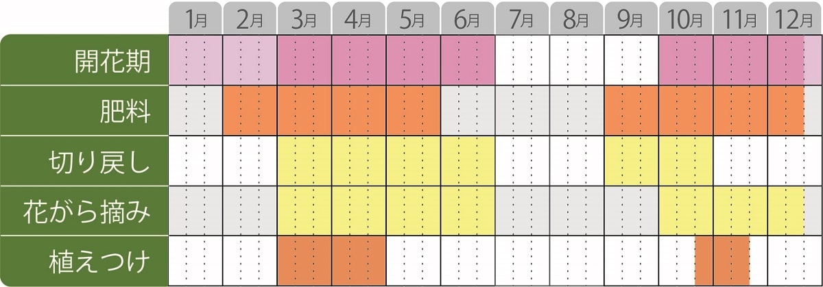 マーガレット栽培カレンダー