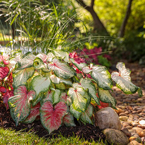 ガーデンカラジウムボールドンビューティフル