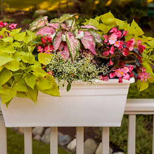 ガーデンカラジウムボールドンビューティフル