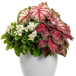 ガーデンカラジウムボールドンビューティフル