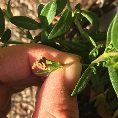 雨のガーデニング対策 梅雨越し 長雨越しのポイント Pw ガーデニング 園芸 花苗 低木 多肉植物 花 植物 Proven Winners プルーブンウィナーズ