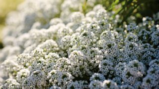 寒さに強い冬の花 冬のガーデニングを楽しむおすすめの花をご紹介！