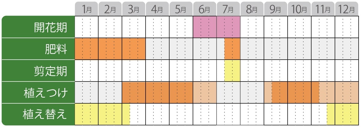アジサイ栽培カレンダー