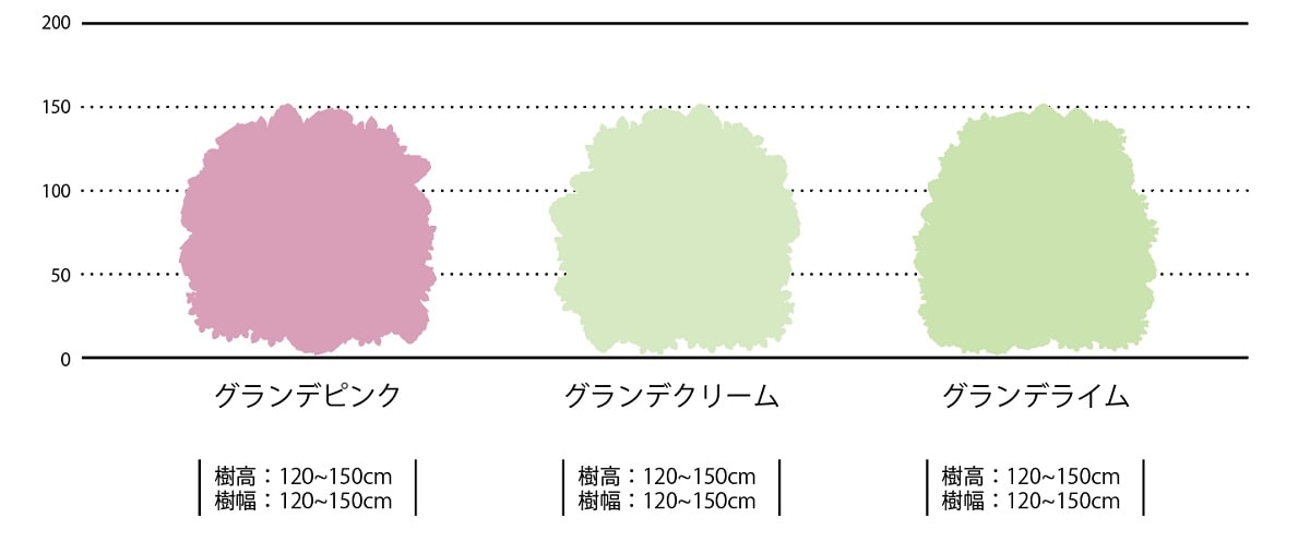 樹高比べ_アメリカあじさい