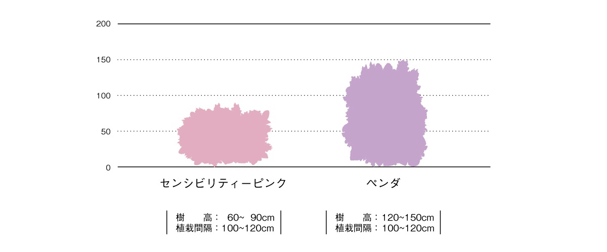 姫ライラック樹高